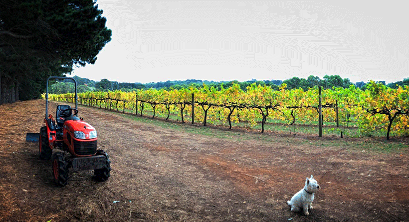 Main Ridge Estate Vineyard